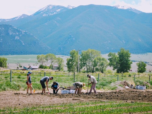 2018_Asparagus_Planting.JPG